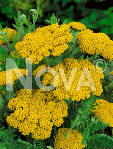 Achillea gialla