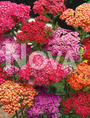 Achillea mix