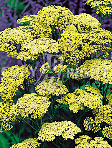 Achillea gialla