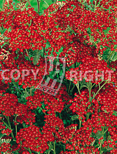 Achillea rossa