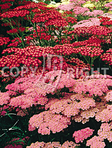 Achillea mix