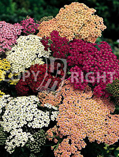 Achillea mix