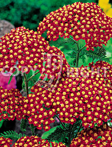 Achillea rossa