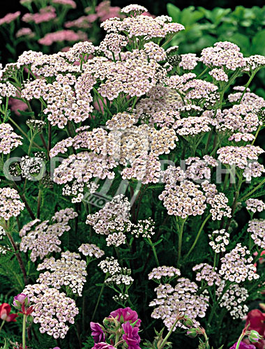 Achillea bianca