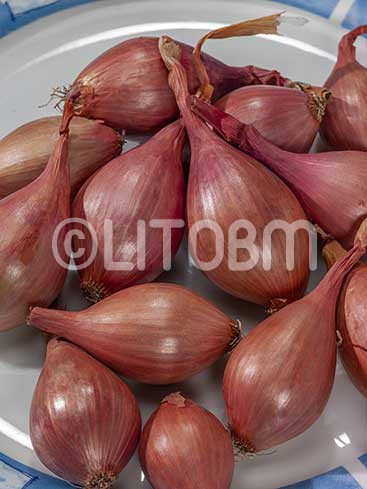 Aglio scalogno
