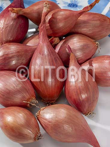 Aglio scalogno