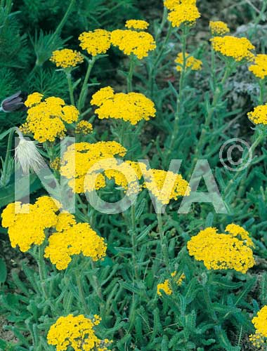 Achillea gialla