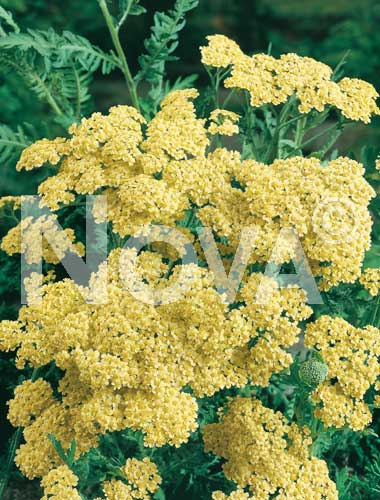 Achillea gialla