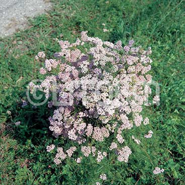 Achillea officinale