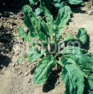 Acetosa di belleville