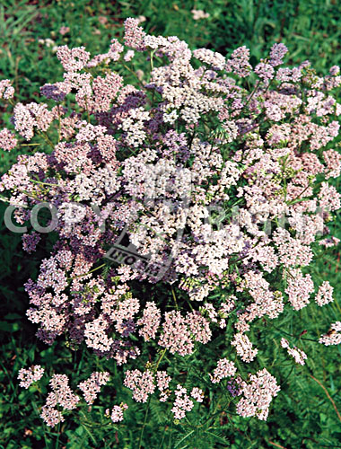 Achillea officinale