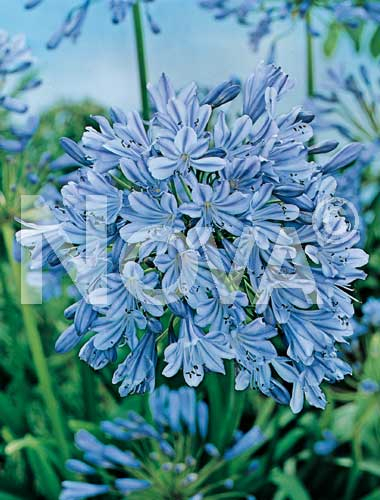 Agapanthus blu