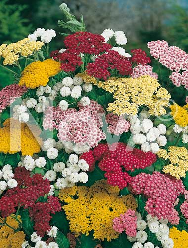 Achillea mix