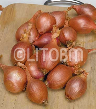 Aglio scalogno