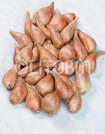 Aglio scalogno