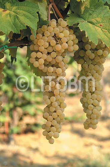 Albana