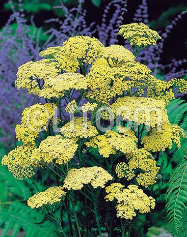 Achillea gialla