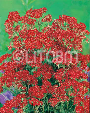 Achillea rossa