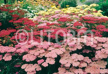 Achillea mix