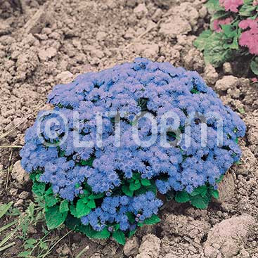 Agerato nano blu