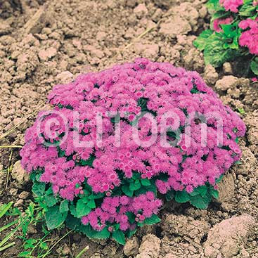 Agerato nano rosa
