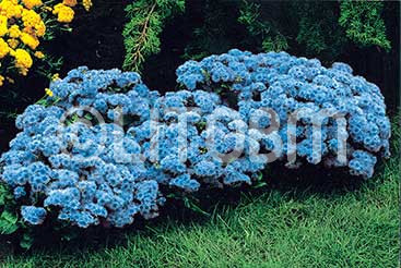 Agerato alto blu