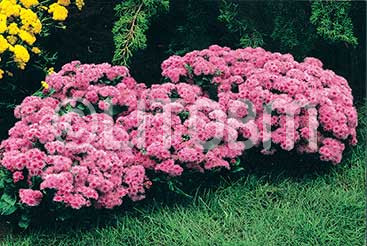 Agerato alto rosa