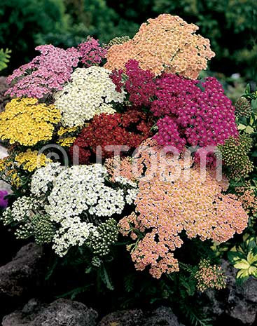 Achillea mix