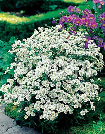 Achillea ptarmica