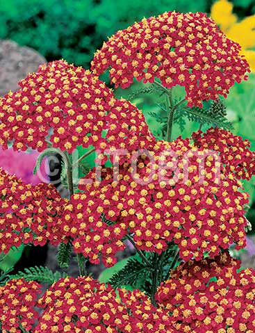 Achillea rossa