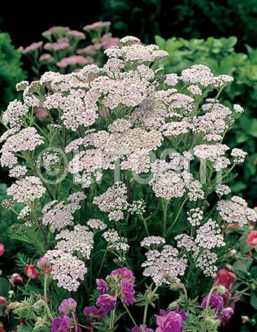 Achillea bianca