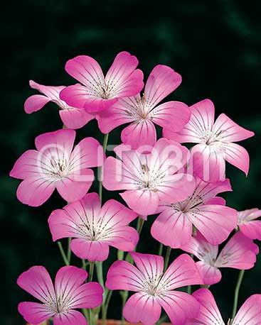 Agrostemma