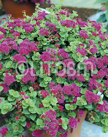 Agerato alto rosa