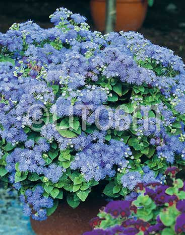 Agerato alto blu