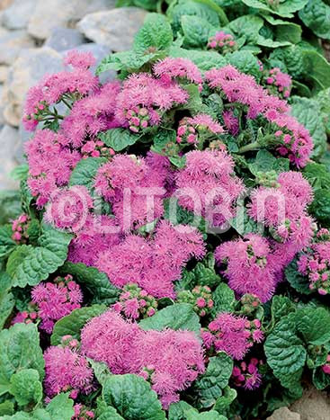 Agerato nano rosa