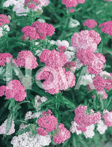 Achillea rosa