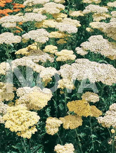 Achillea gialla