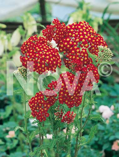 Achillea rossa