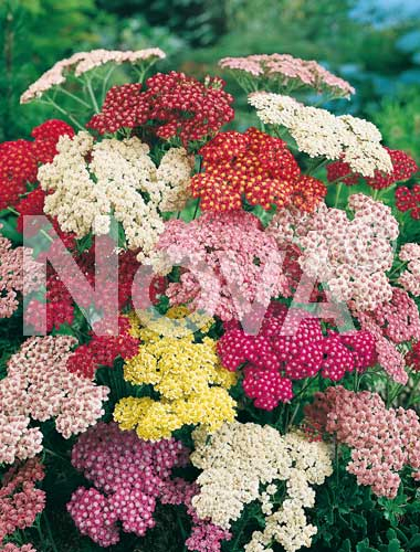 Achillea mix