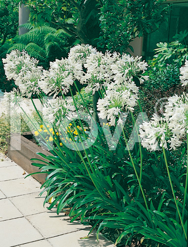 Agapanthus bianco