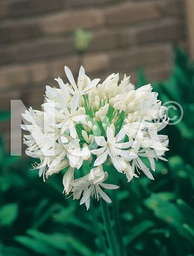 Agapanthus bianco